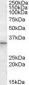 Goat Anti-HAX1 Antibody